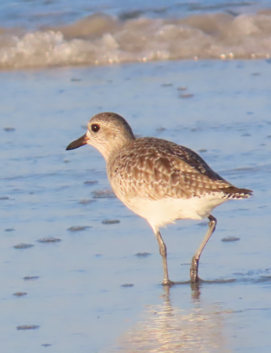 חופזי מנומר - ML646206160