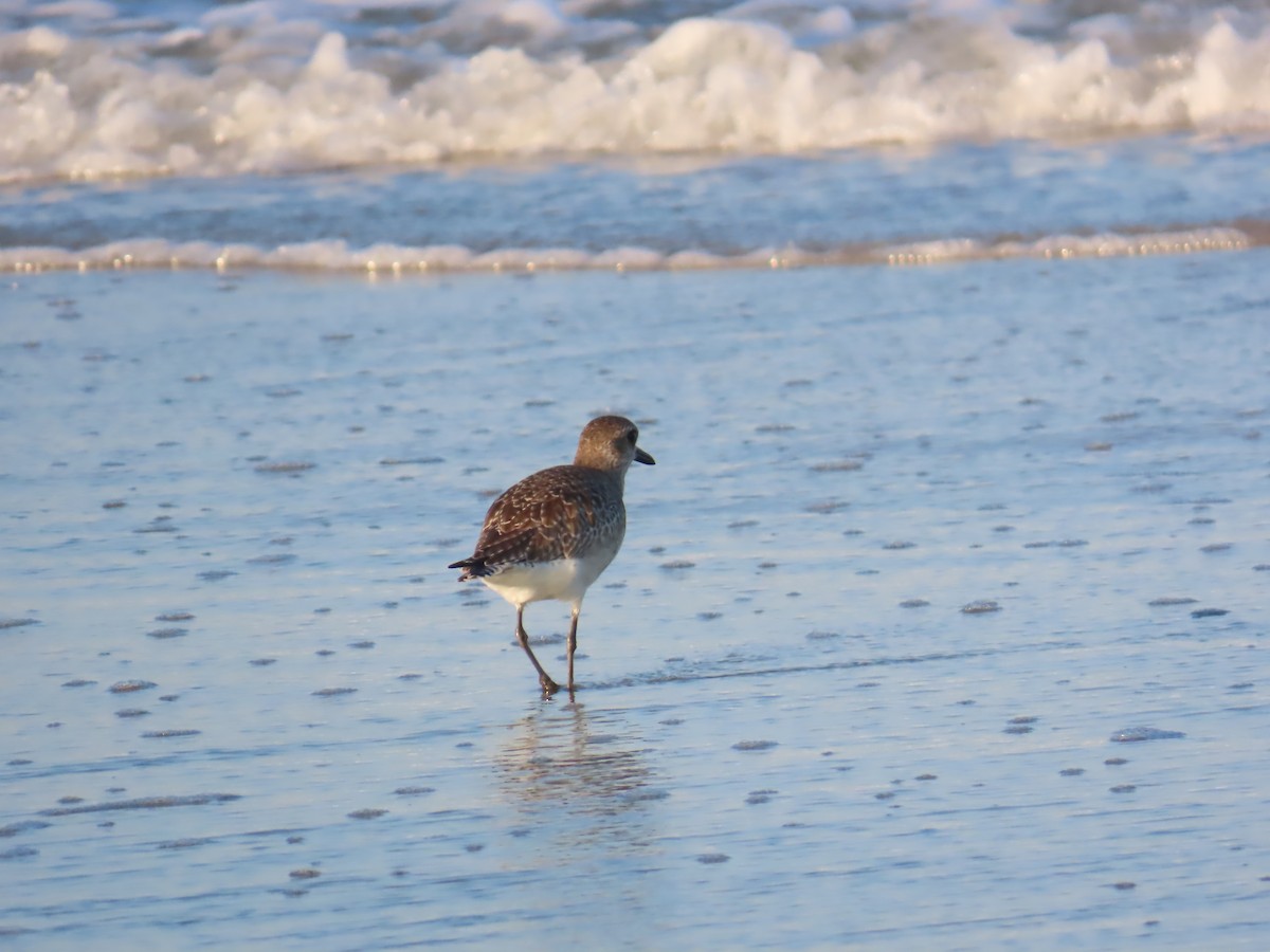 Black-bellied Plover - ML646206161