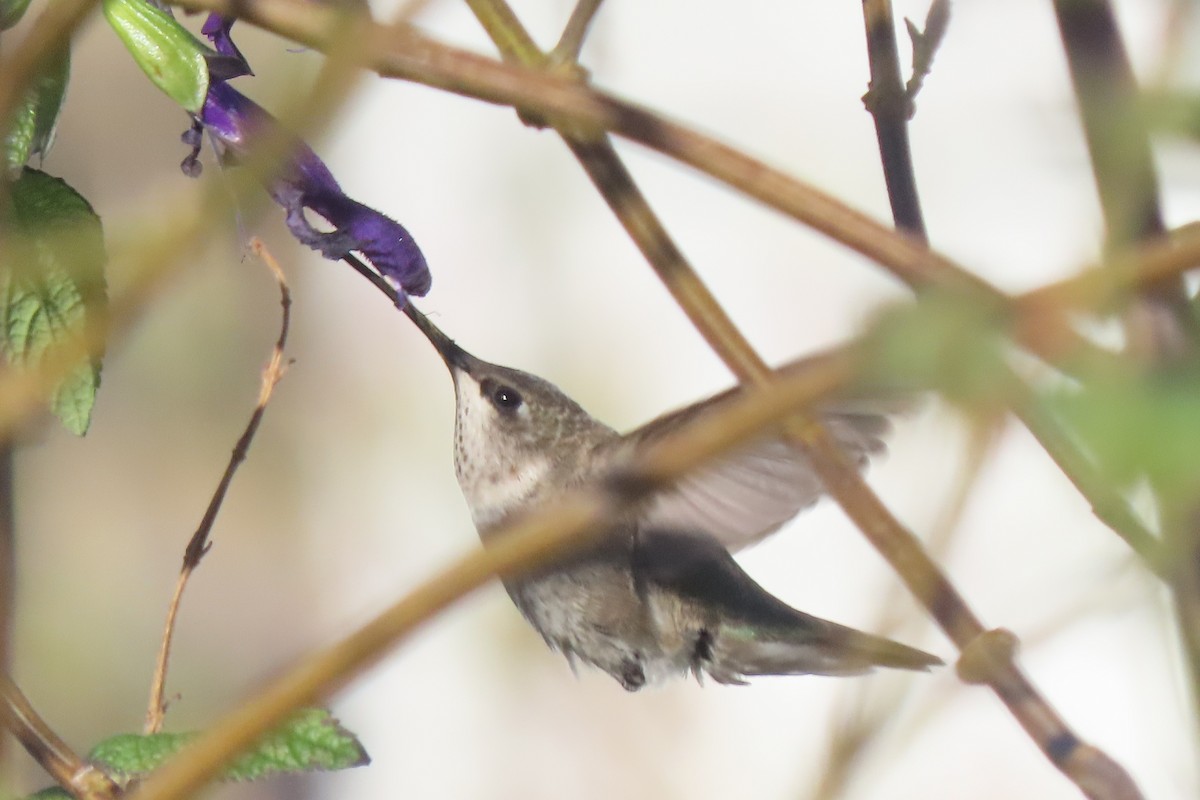 Black-chinned Hummingbird - ML646206163