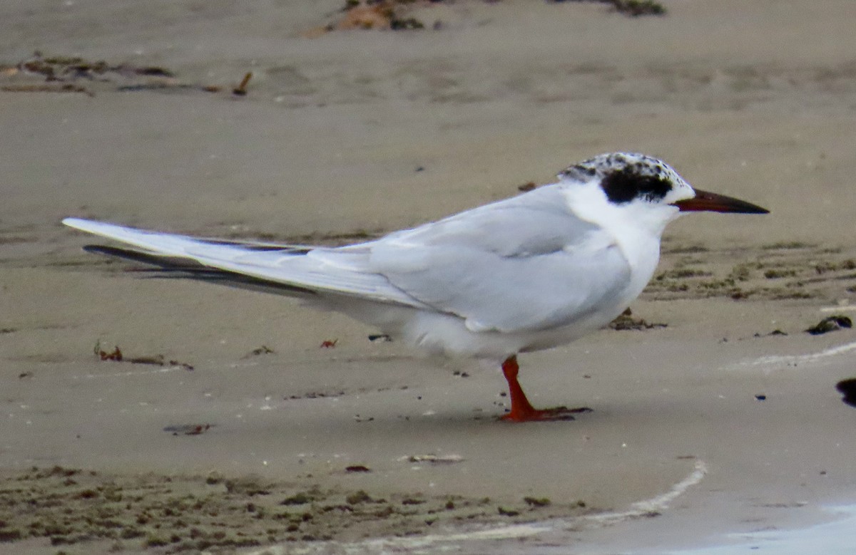Forster's Tern - ML646206164