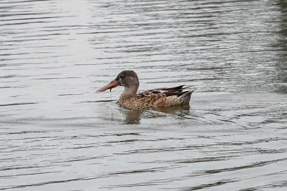 Northern Shoveler - ML646206165