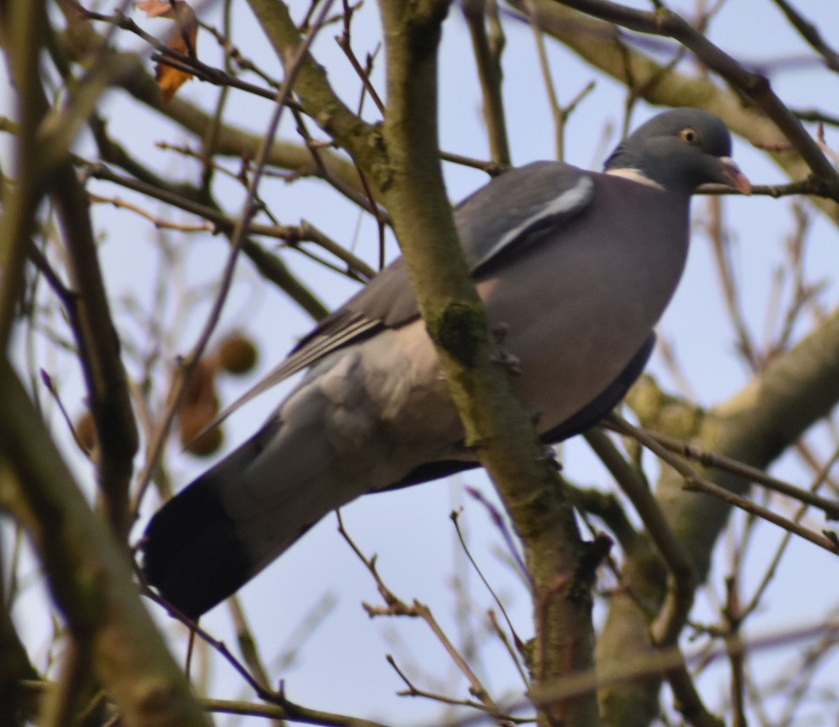 Common Wood-Pigeon - ML646206166