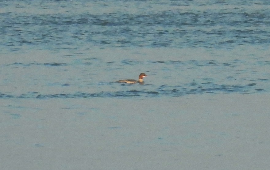 Common Merganser - ML646206168