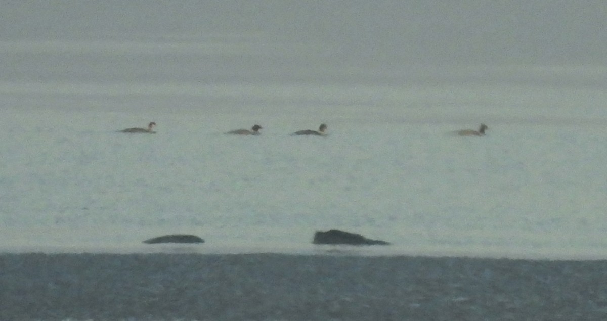 Common Merganser - ML646206170