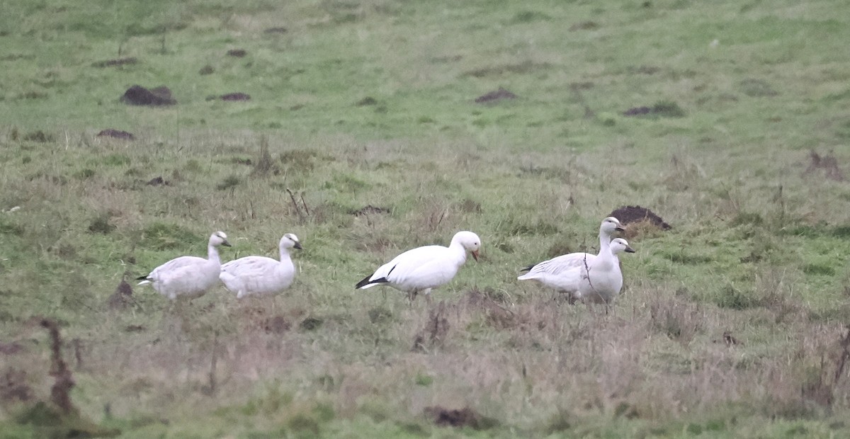 Snow Goose - ML646206172