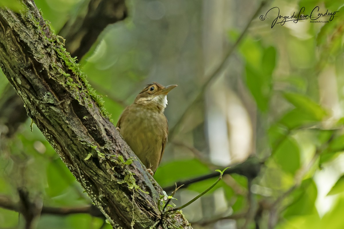 Ochre-throated Foliage-gleaner - ML646206174