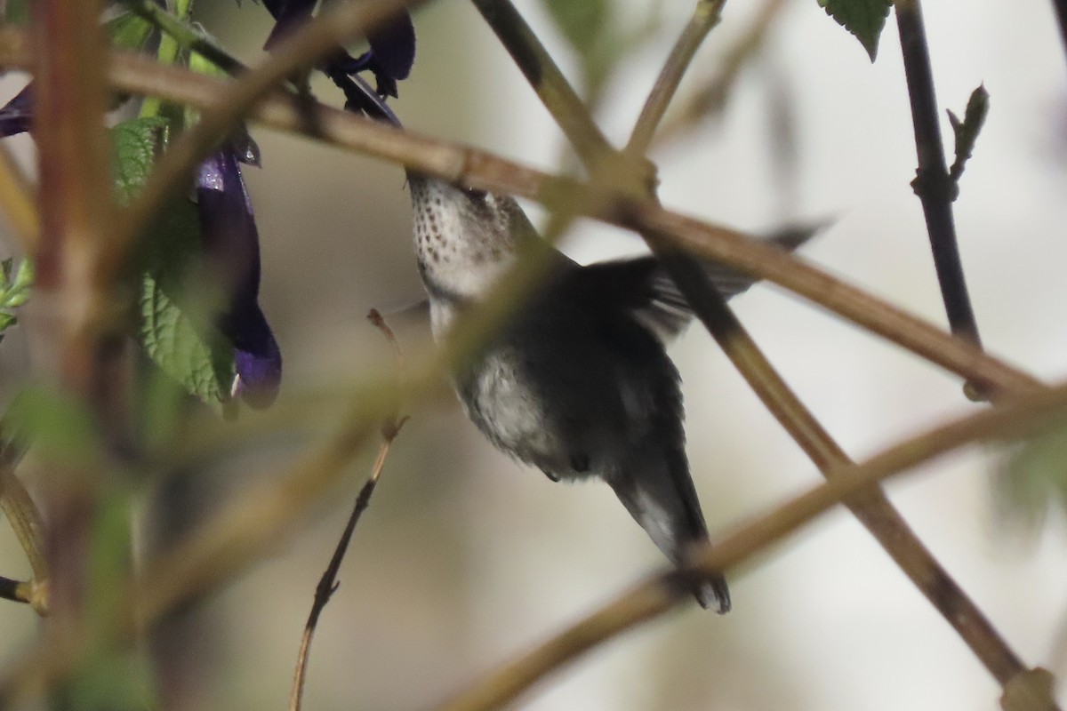 Black-chinned Hummingbird - ML646206176