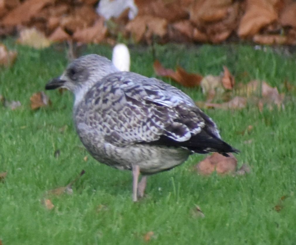European Herring Gull - ML646206177