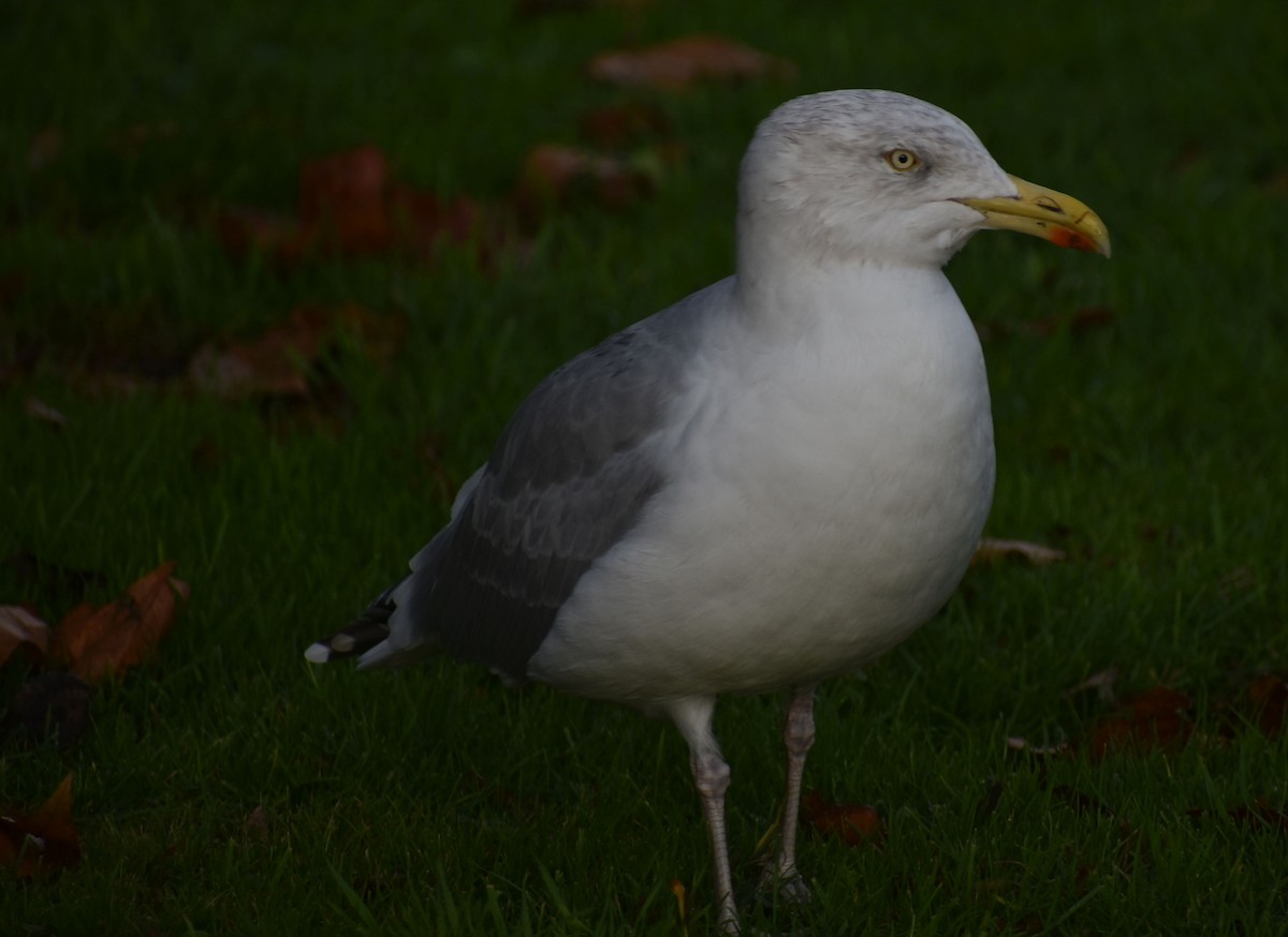 European Herring Gull - ML646206178