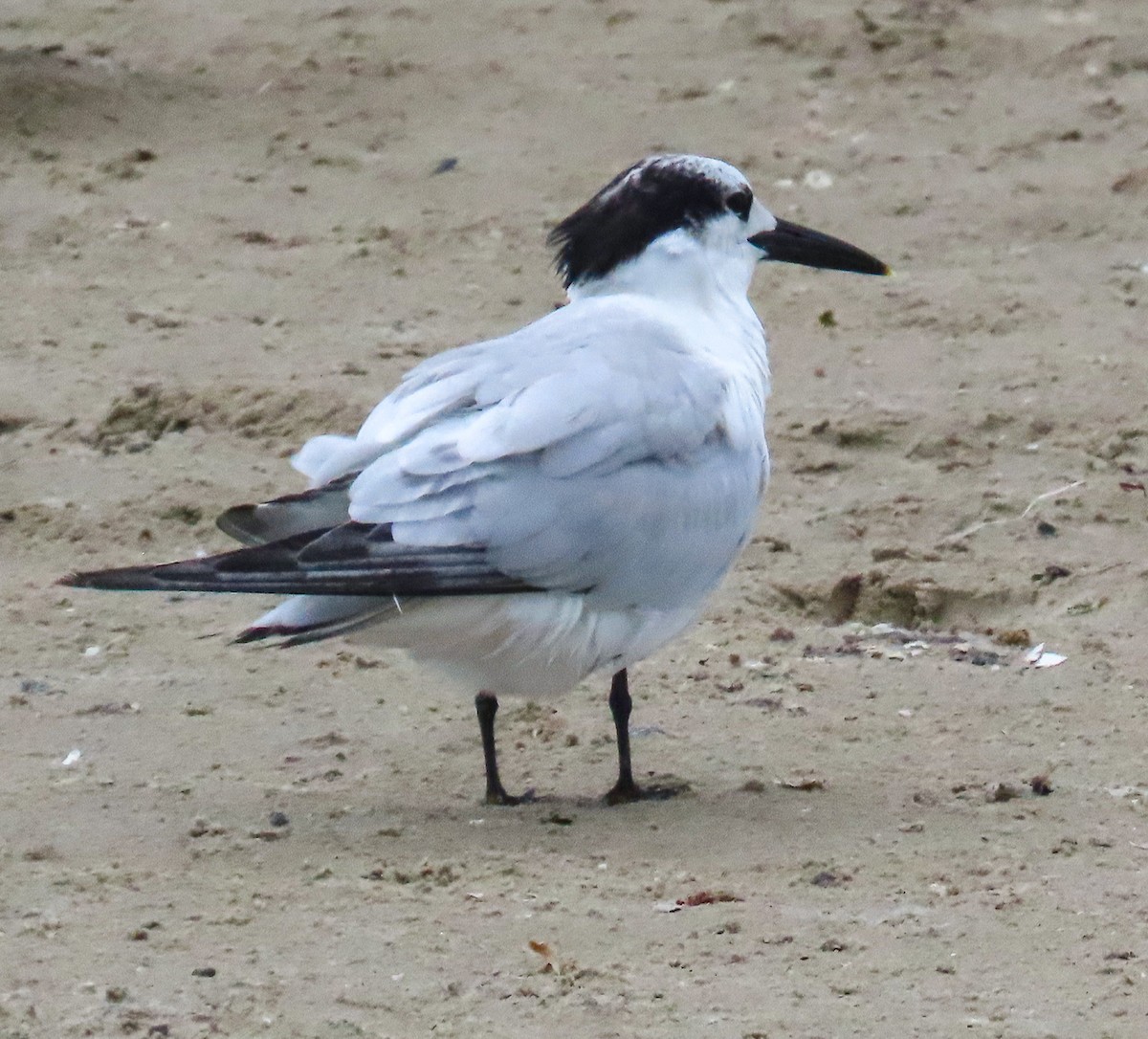 Sandwich Tern - ML646206179