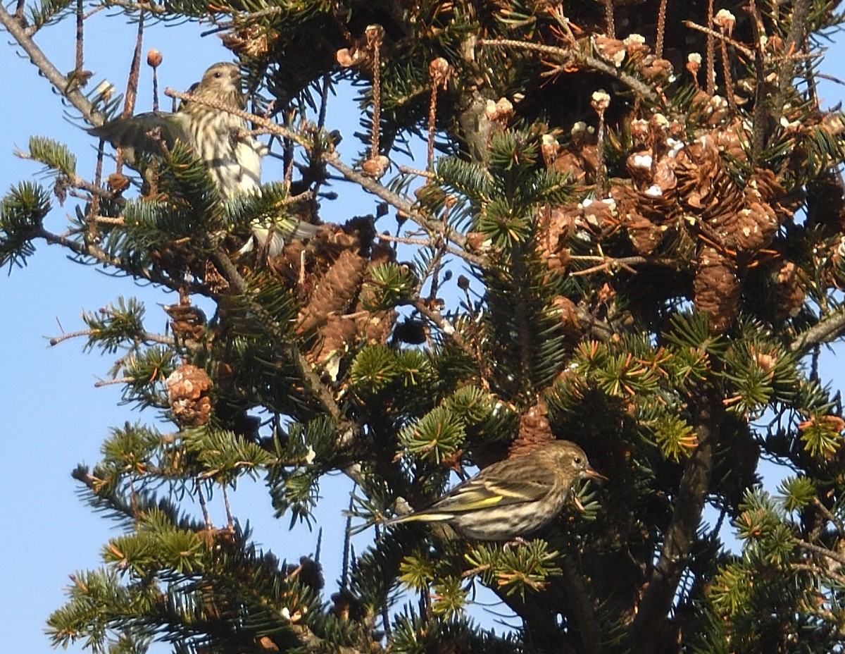 Pine Siskin - ML646206181