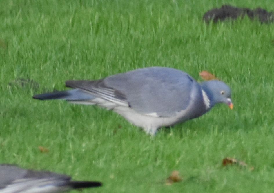 Common Wood-Pigeon - ML646206182