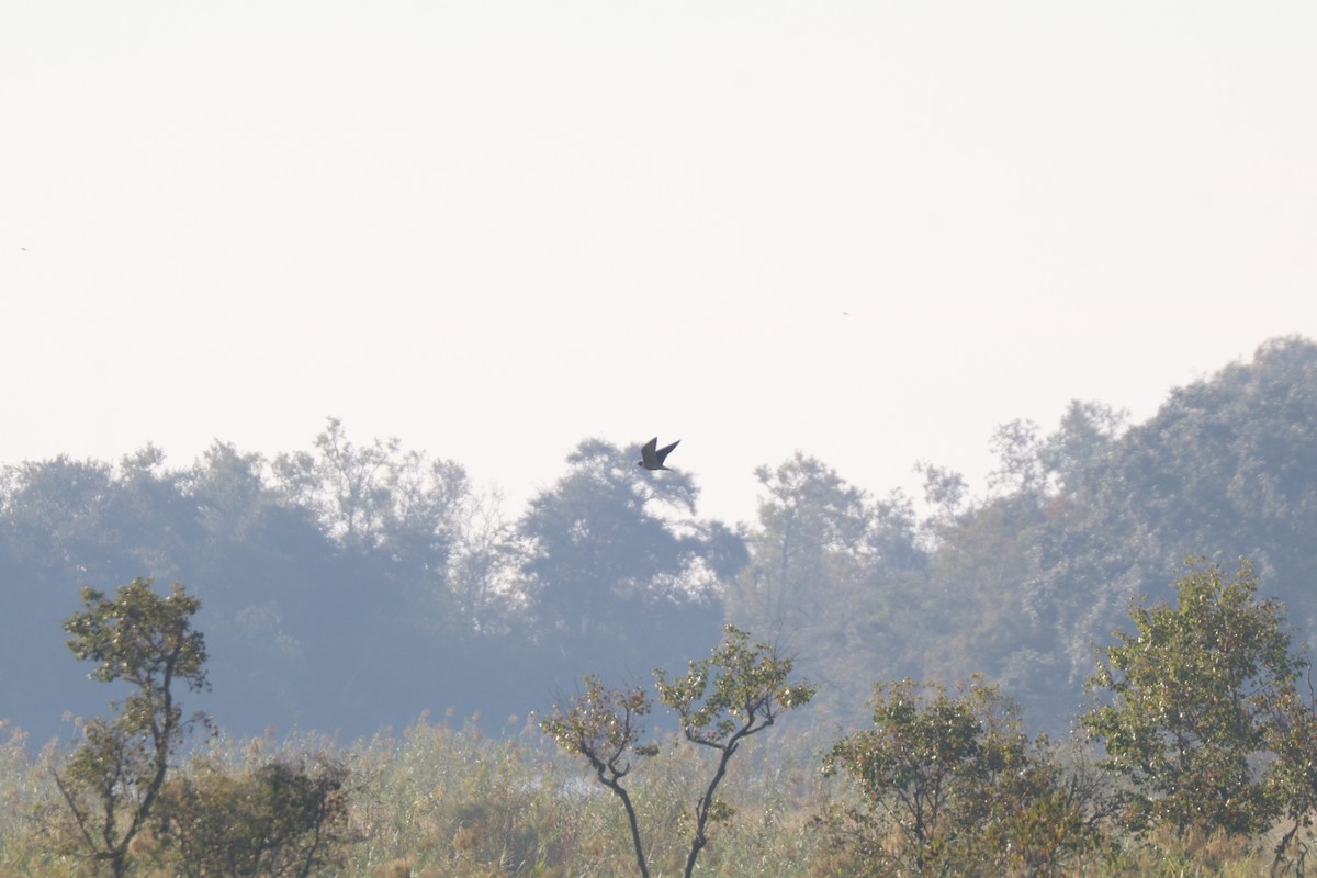 Peregrine Falcon - ML646206184