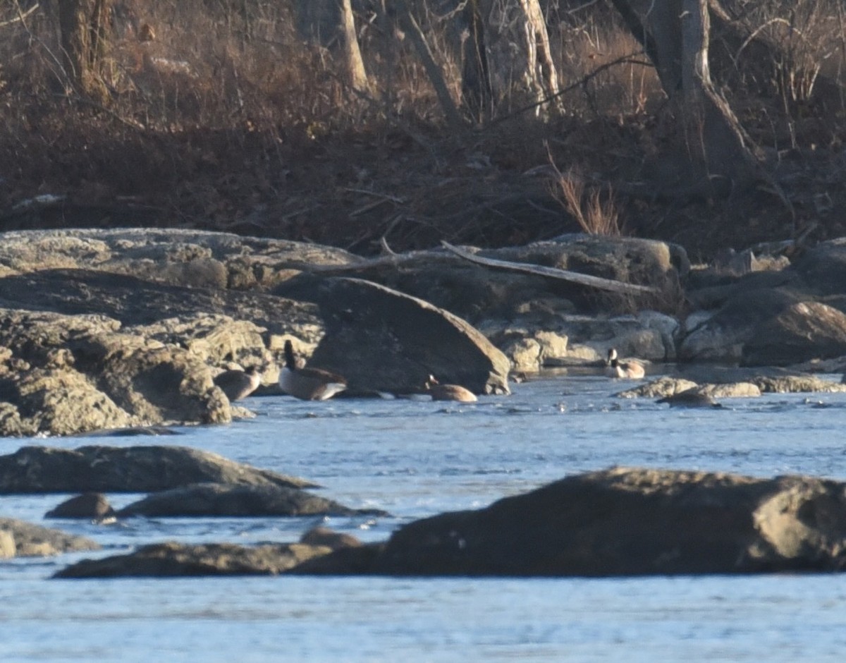 Greater White-fronted Goose - ML646206187