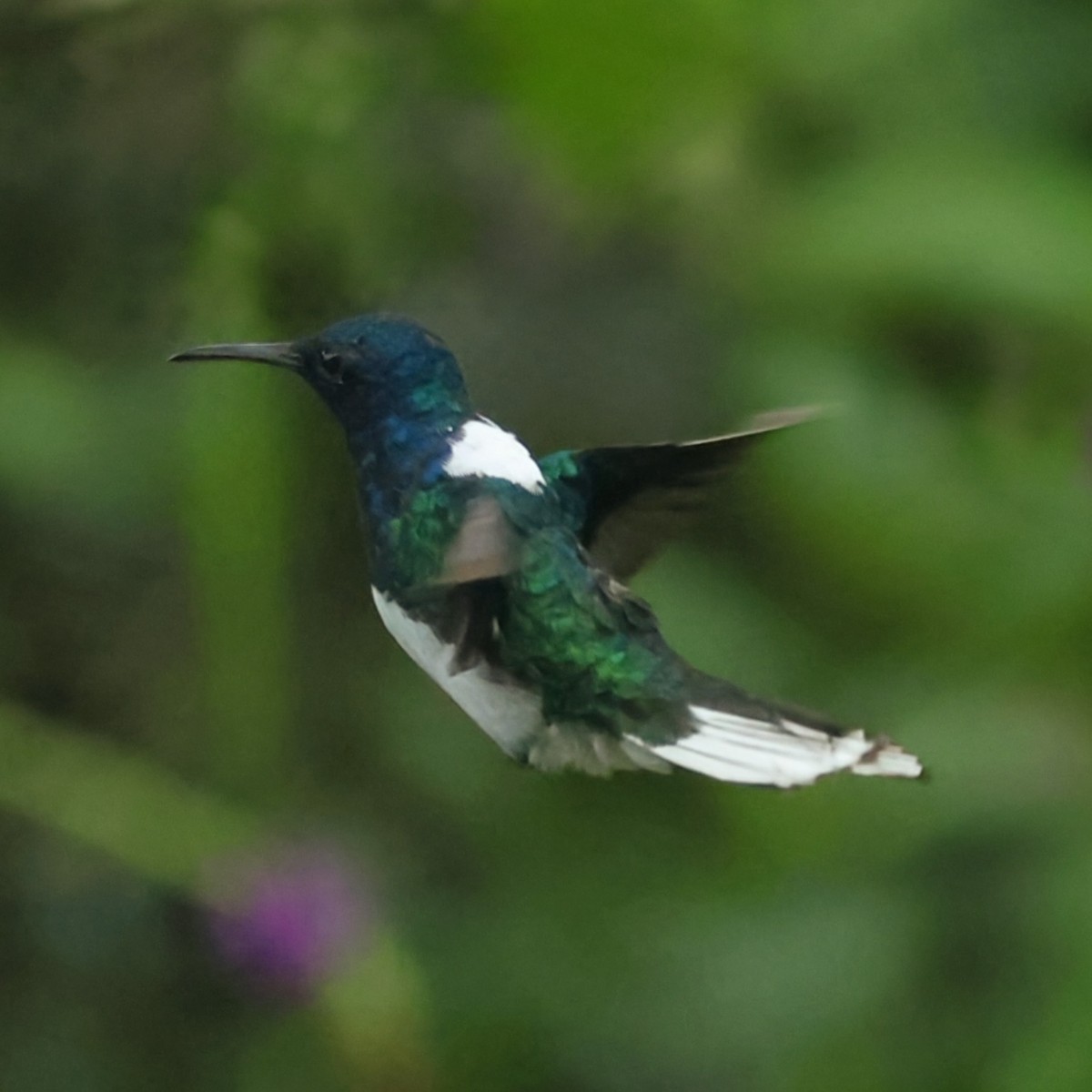 White-necked Jacobin - ML646206188