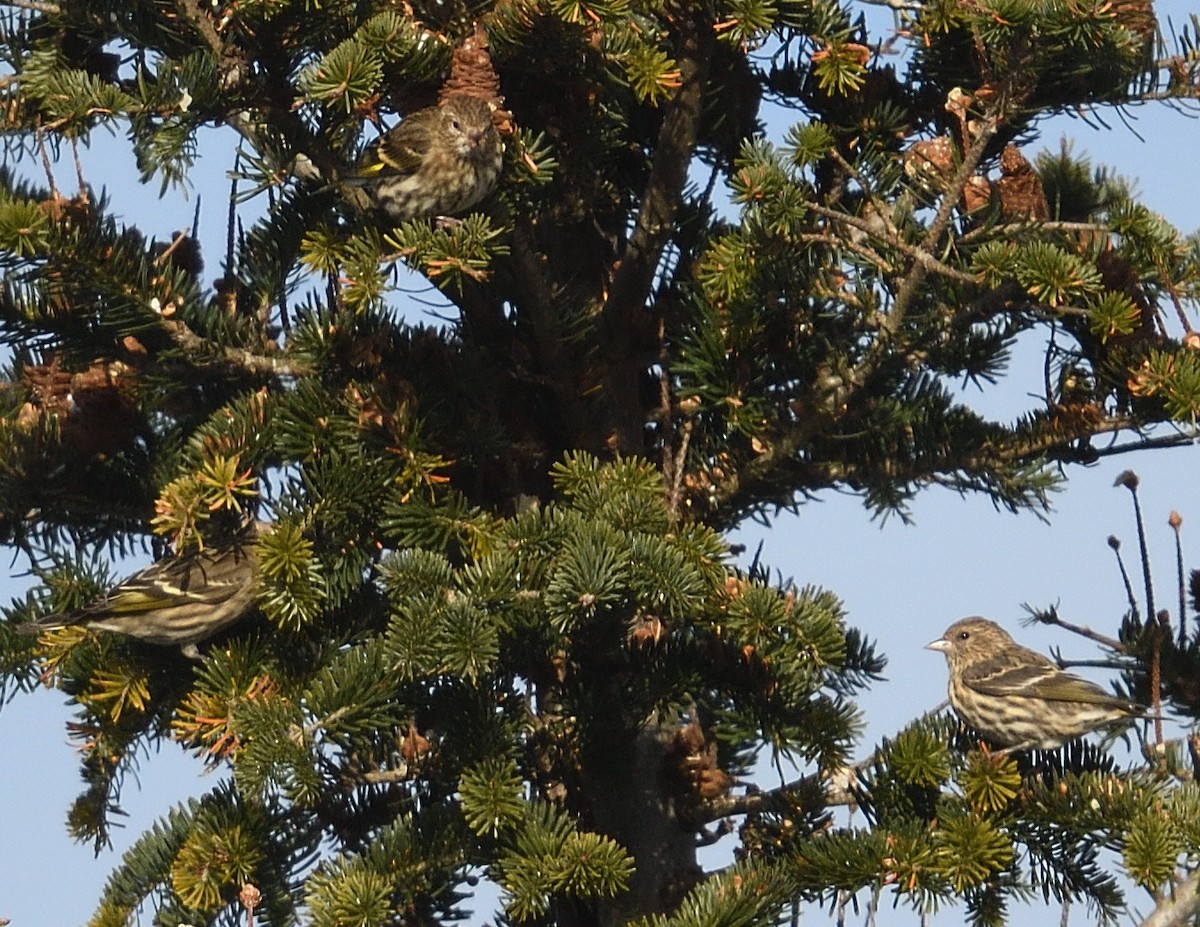 Pine Siskin - ML646206190