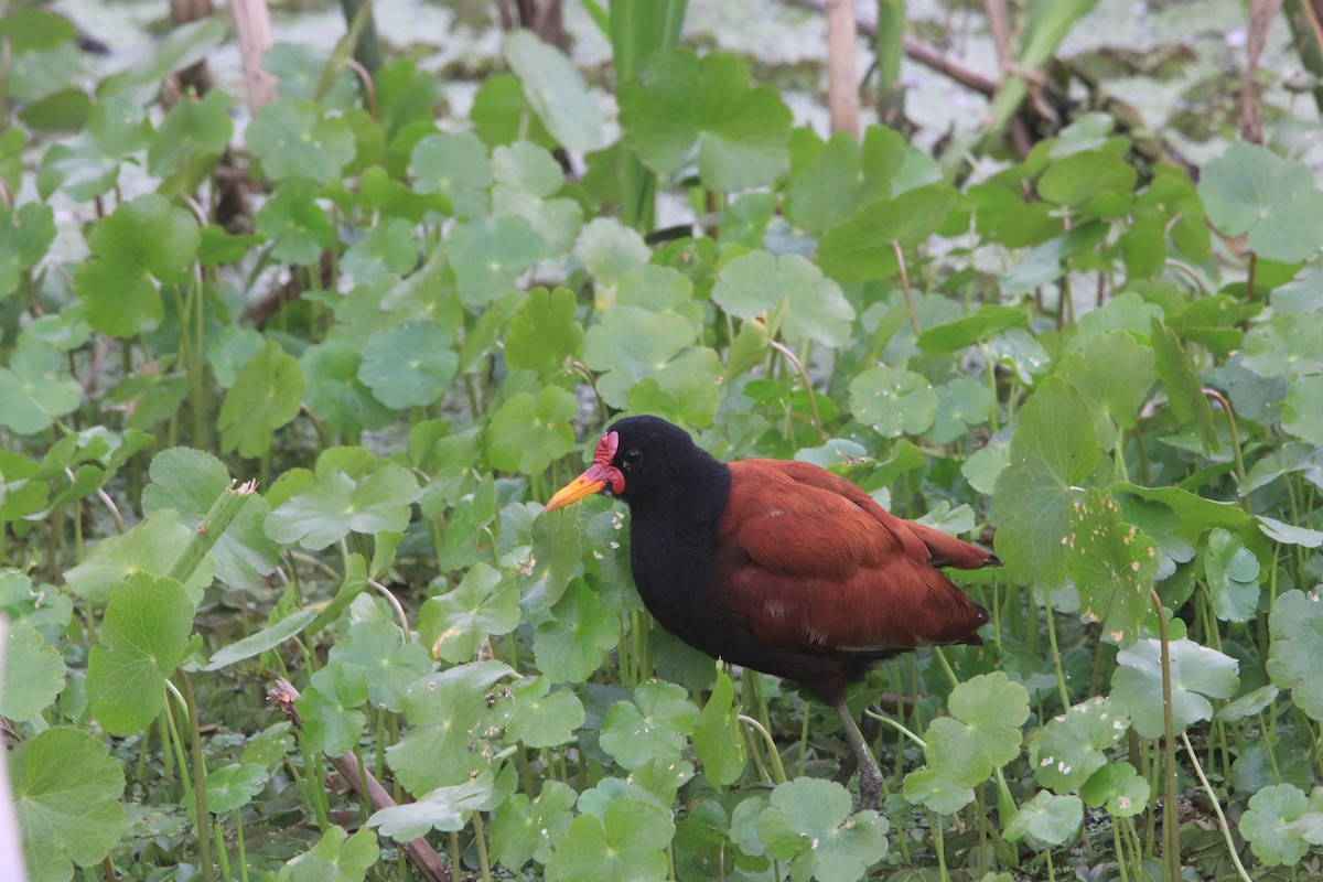 Wattled Jacana - ML646206191