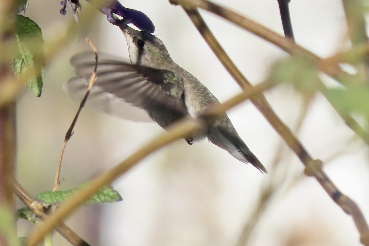 Black-chinned Hummingbird - ML646206192
