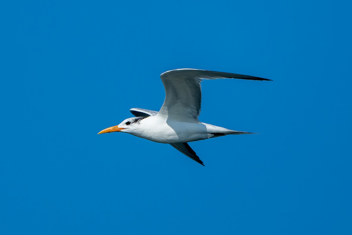 Royal Tern - ML646206193
