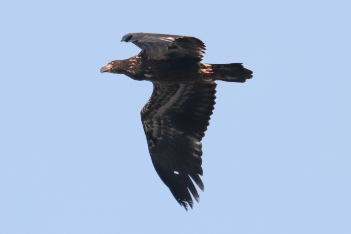 Bald Eagle - ML646206200