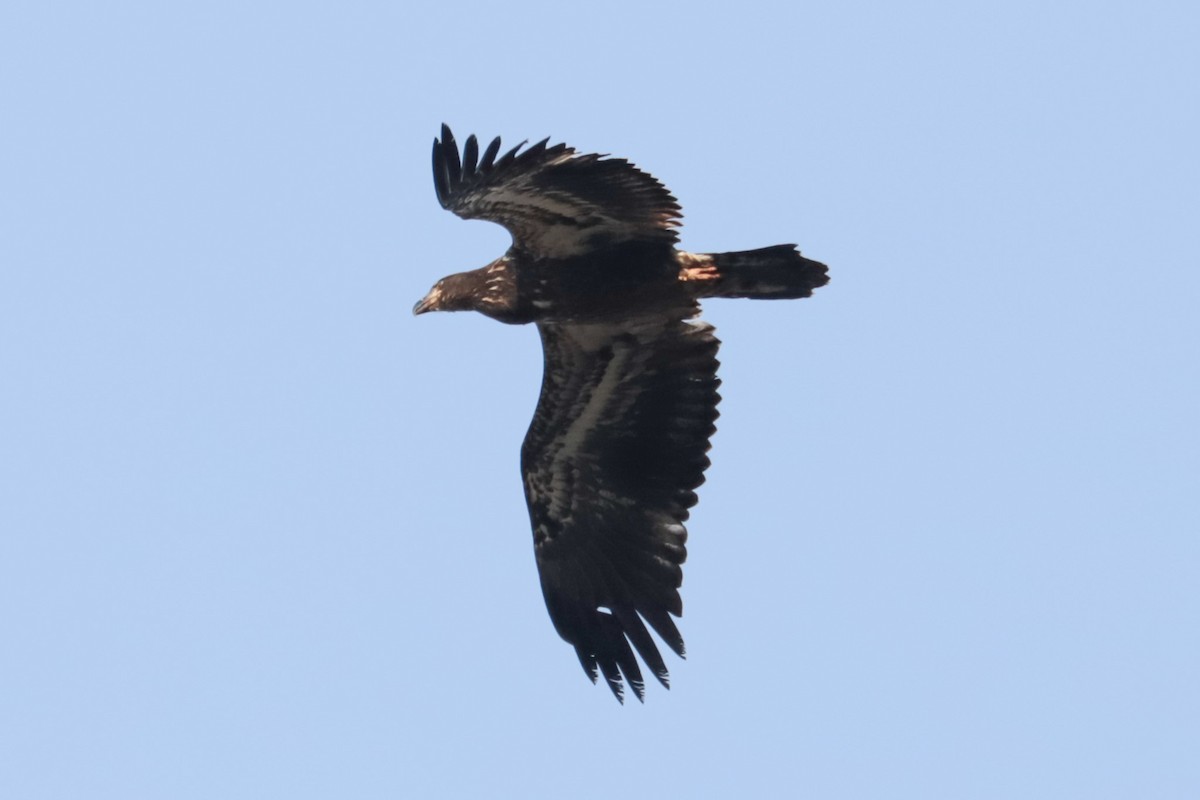 Bald Eagle - ML646206201