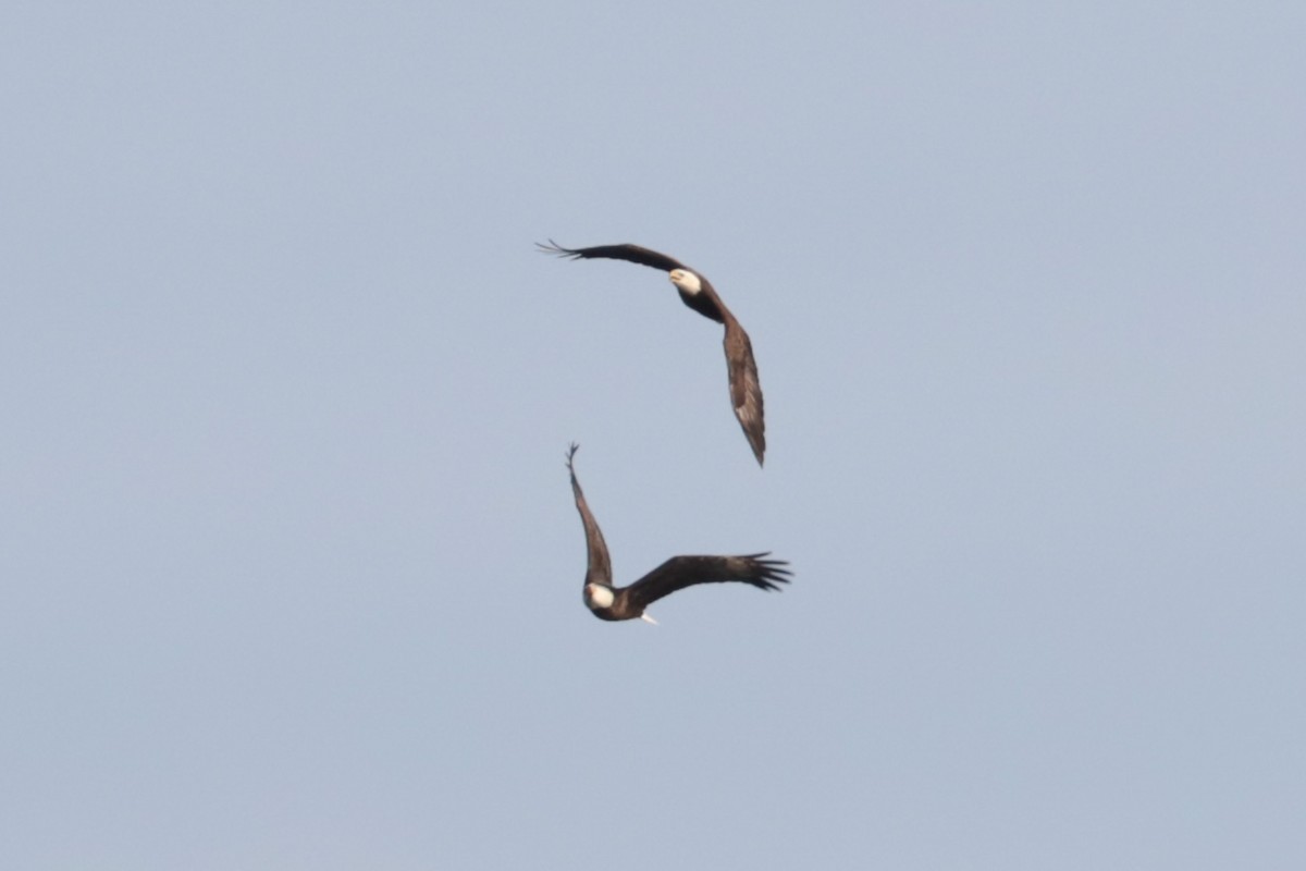 Bald Eagle - ML646206206