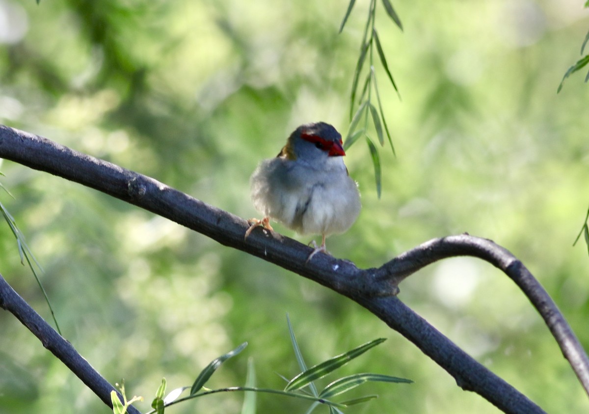 Al Kaşlı Belikınalı - ML646206209