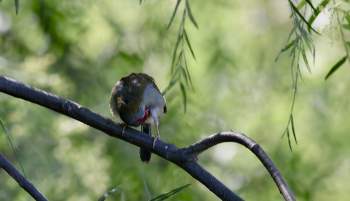 Al Kaşlı Belikınalı - ML646206210
