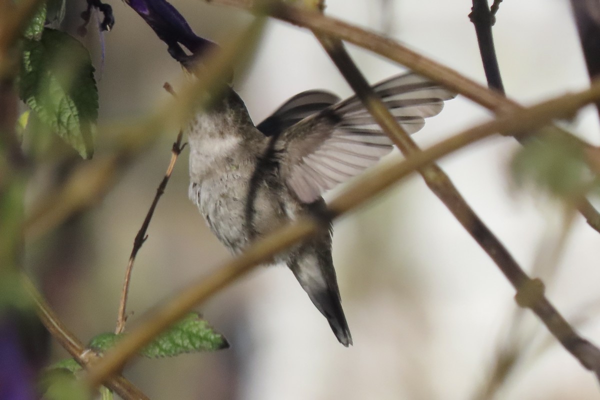 Black-chinned Hummingbird - ML646206218