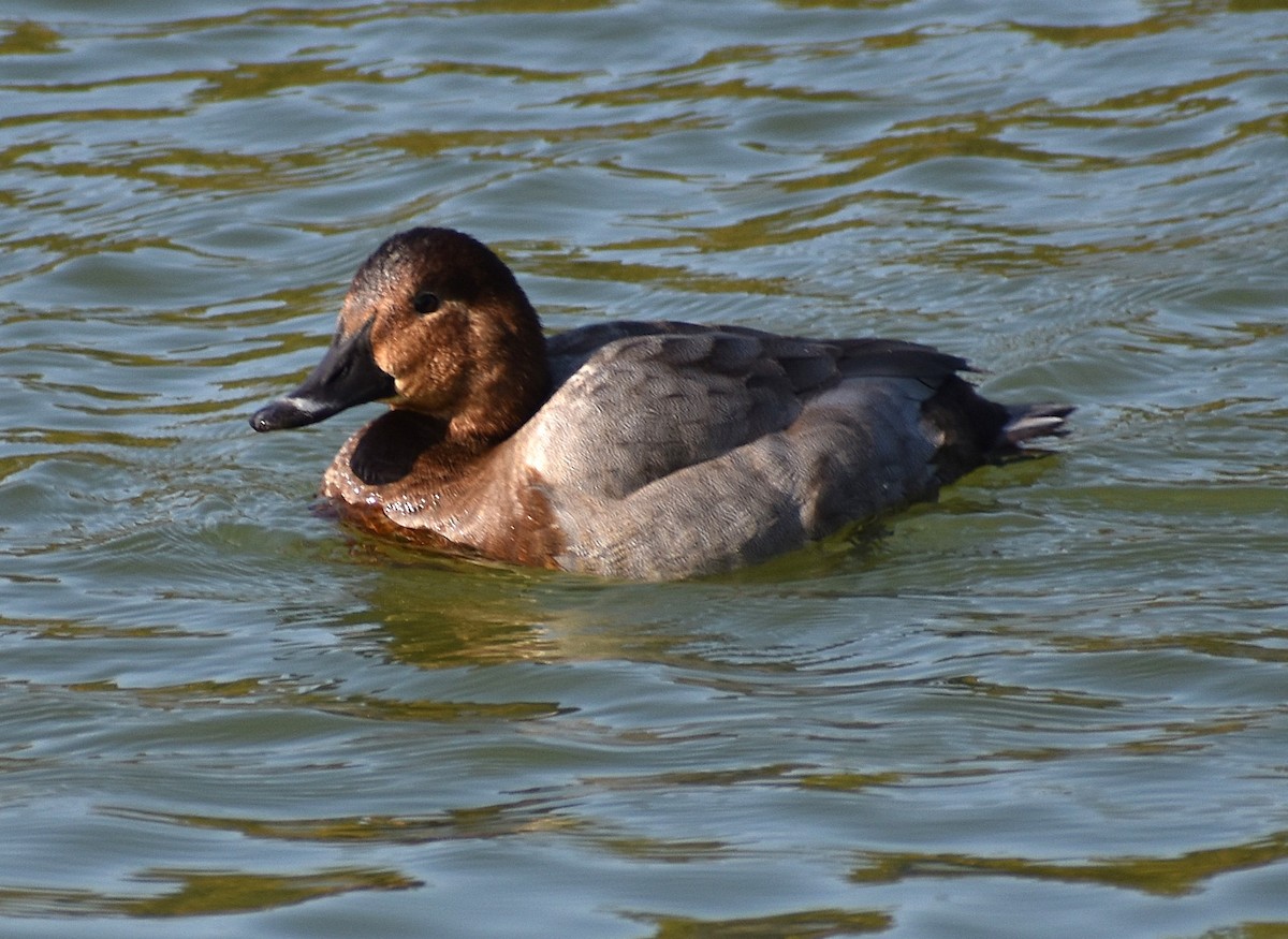 Common Pochard - ML646206225