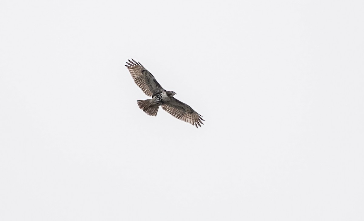 Red-tailed Hawk - ML646206229