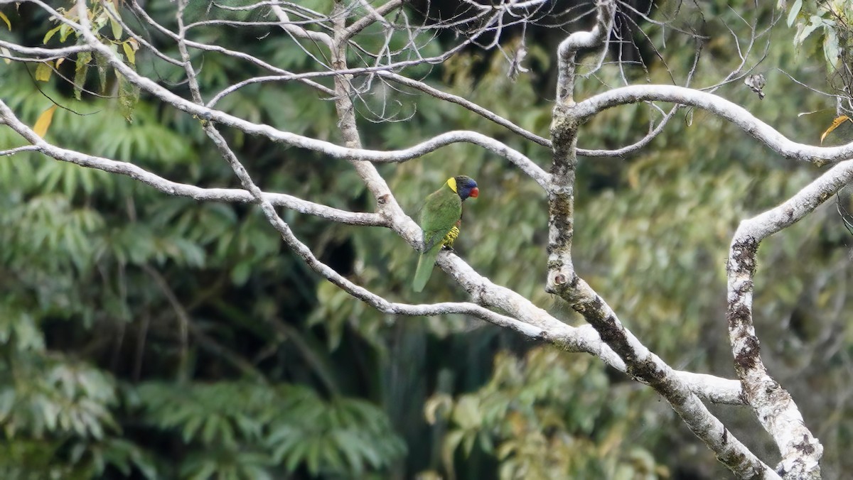 Coconut Lorikeet - ML646206241