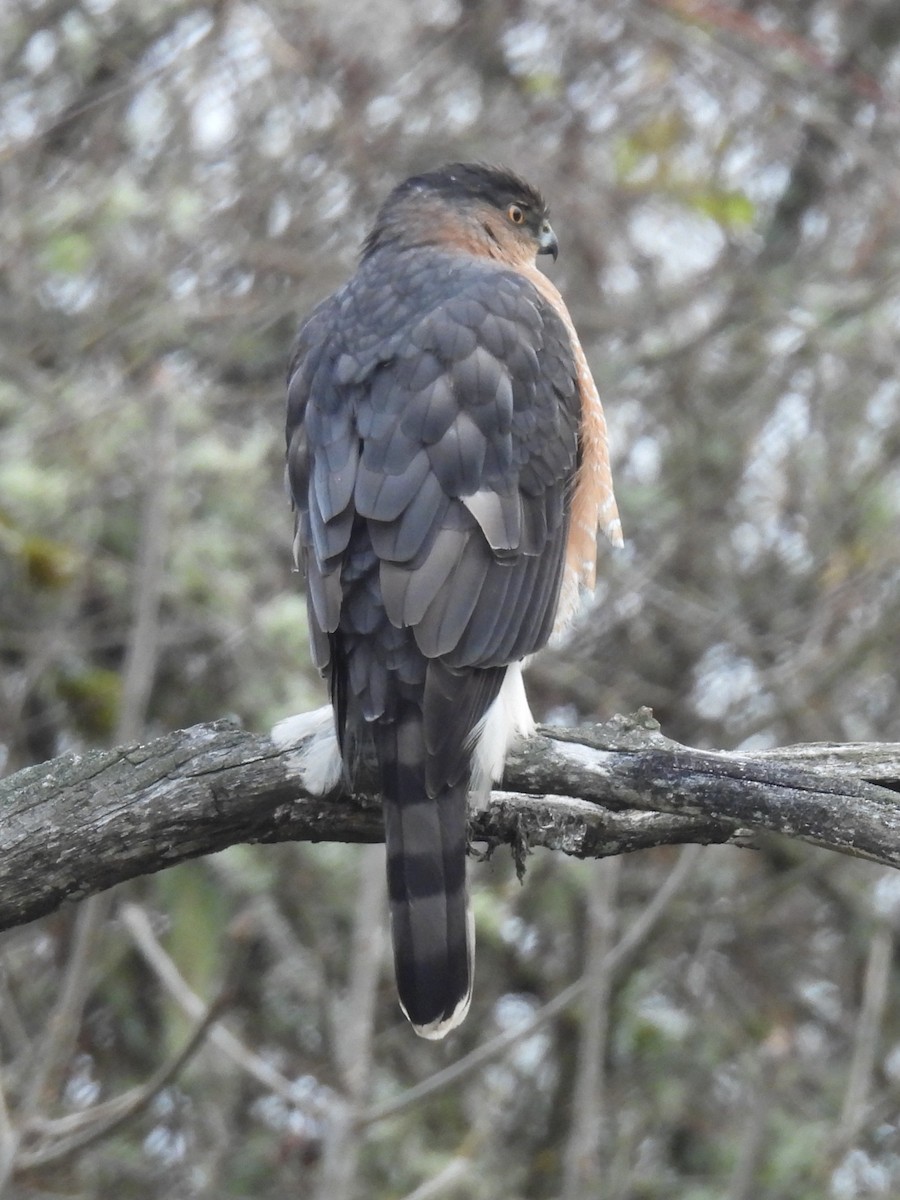 Cooper's Hawk - ML646206245