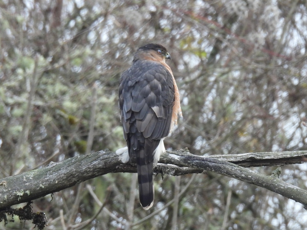Cooper's Hawk - ML646206246