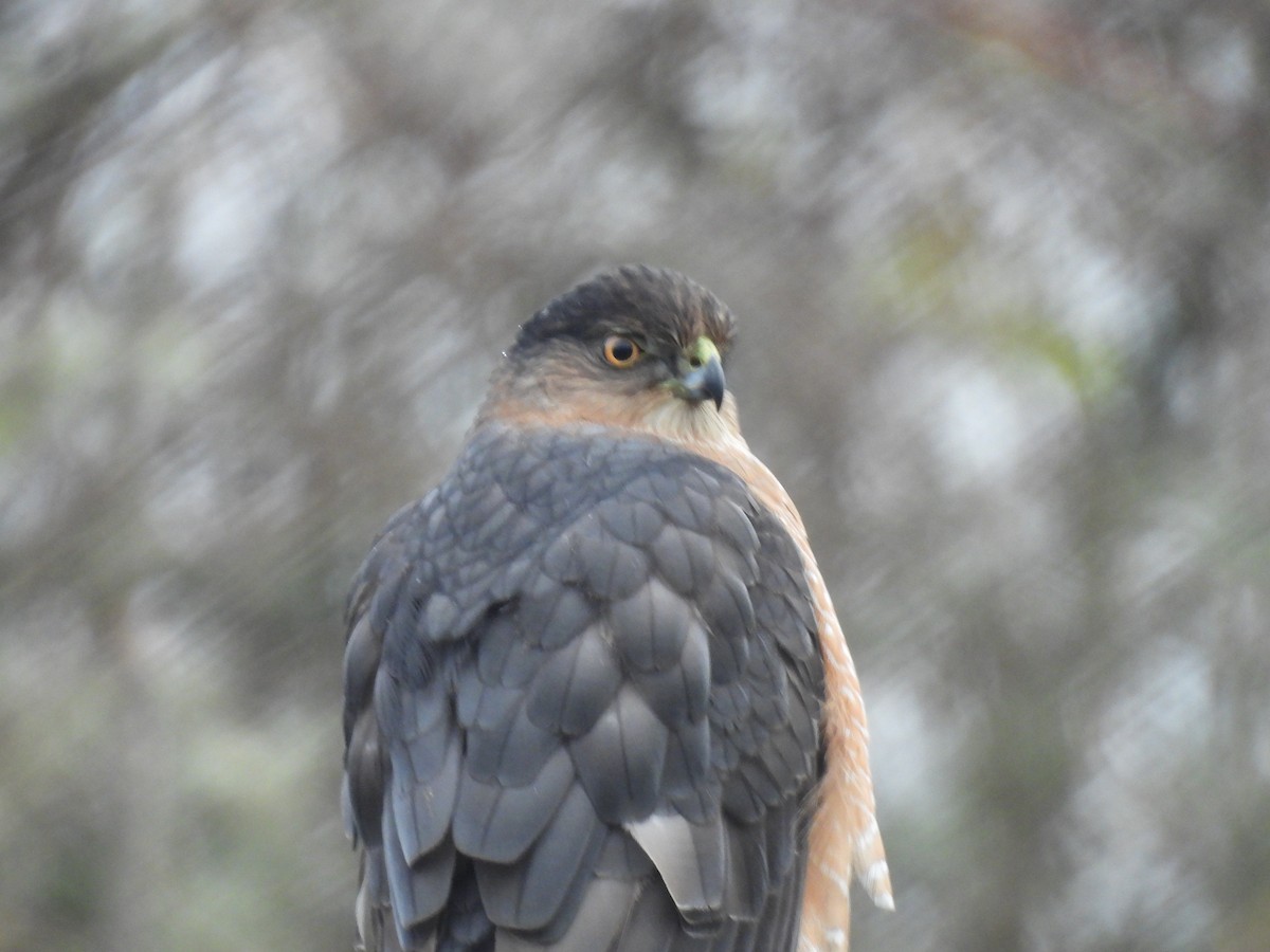 Cooper's Hawk - ML646206247