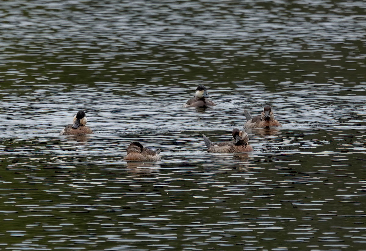 Ruddy Duck - ML646206265
