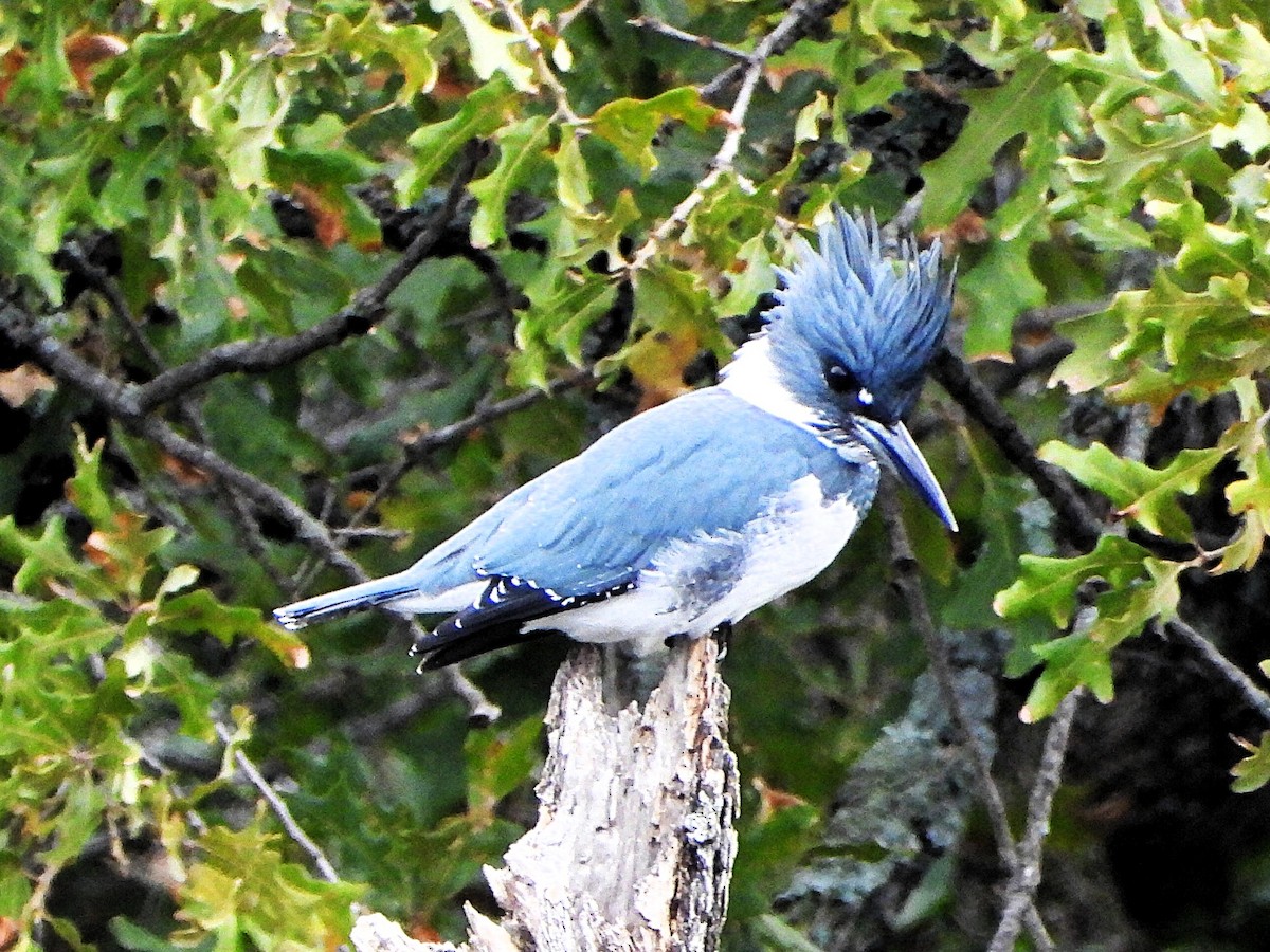 rybařík pruhoprsý - ML646206272