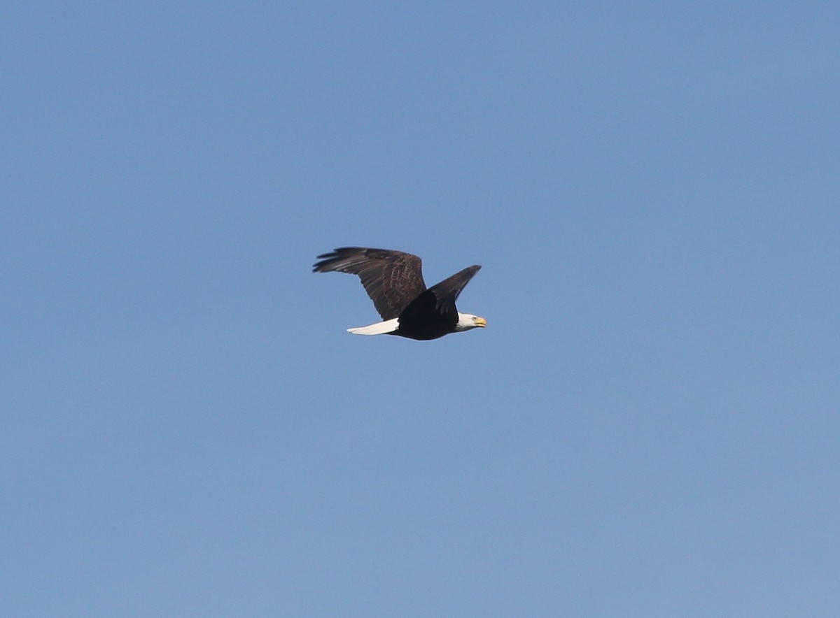 Bald Eagle - ML646206277