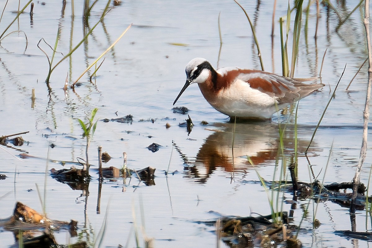 Wilsonwassertreter - ML646206284