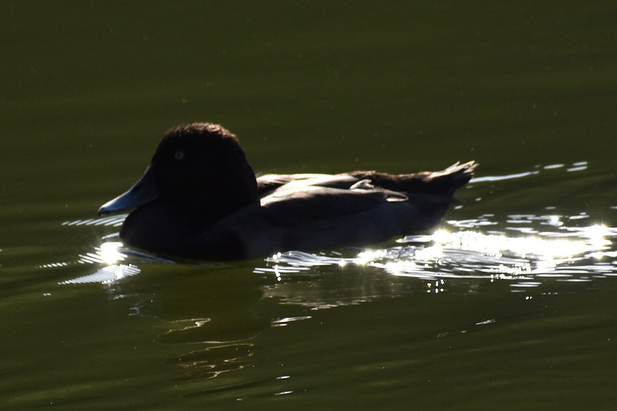 Common x Baer's Pochard (hybrid) - ML646206287