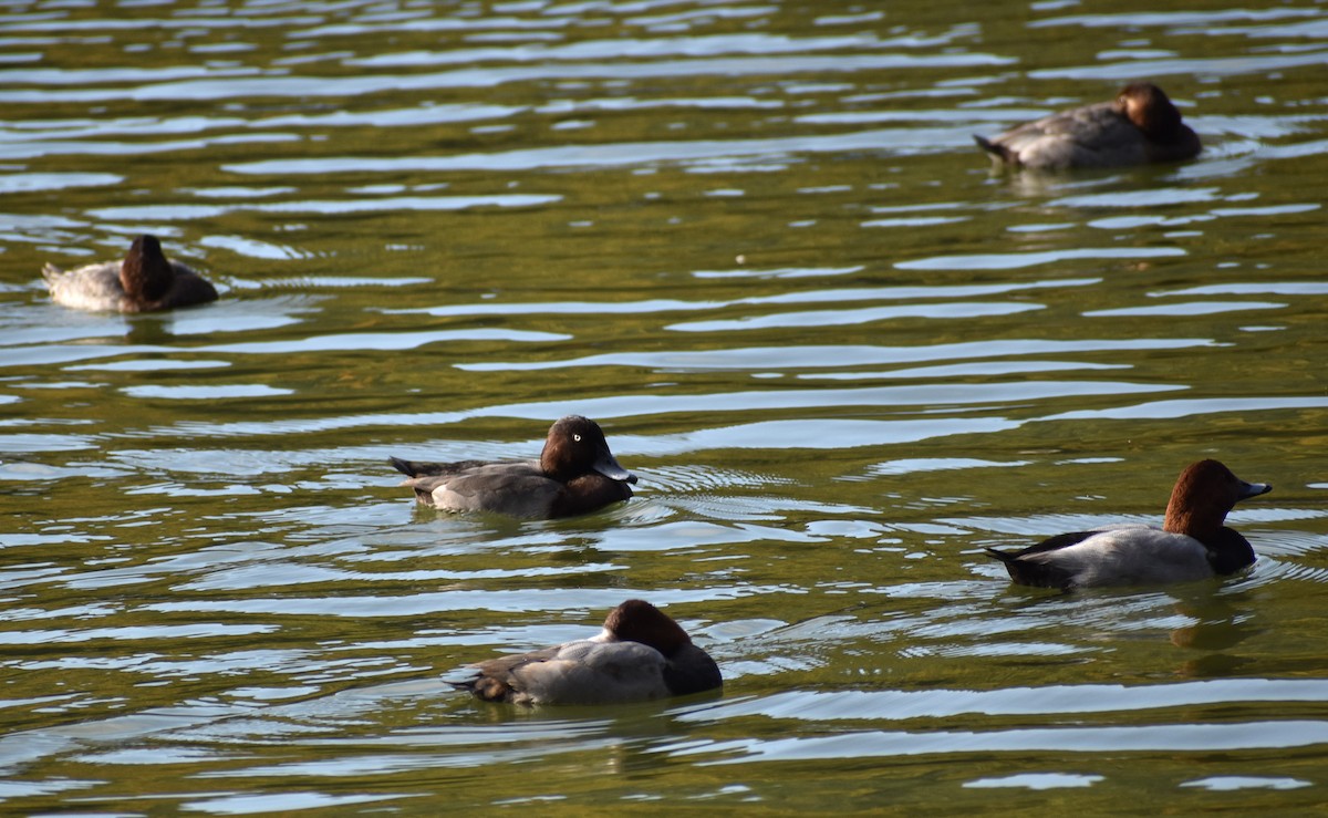 Common x Baer's Pochard (hybrid) - ML646206289