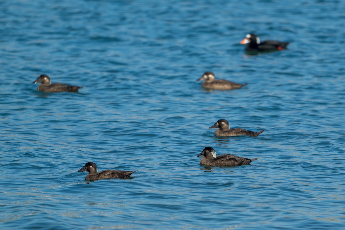 Surf Scoter - ML646206295