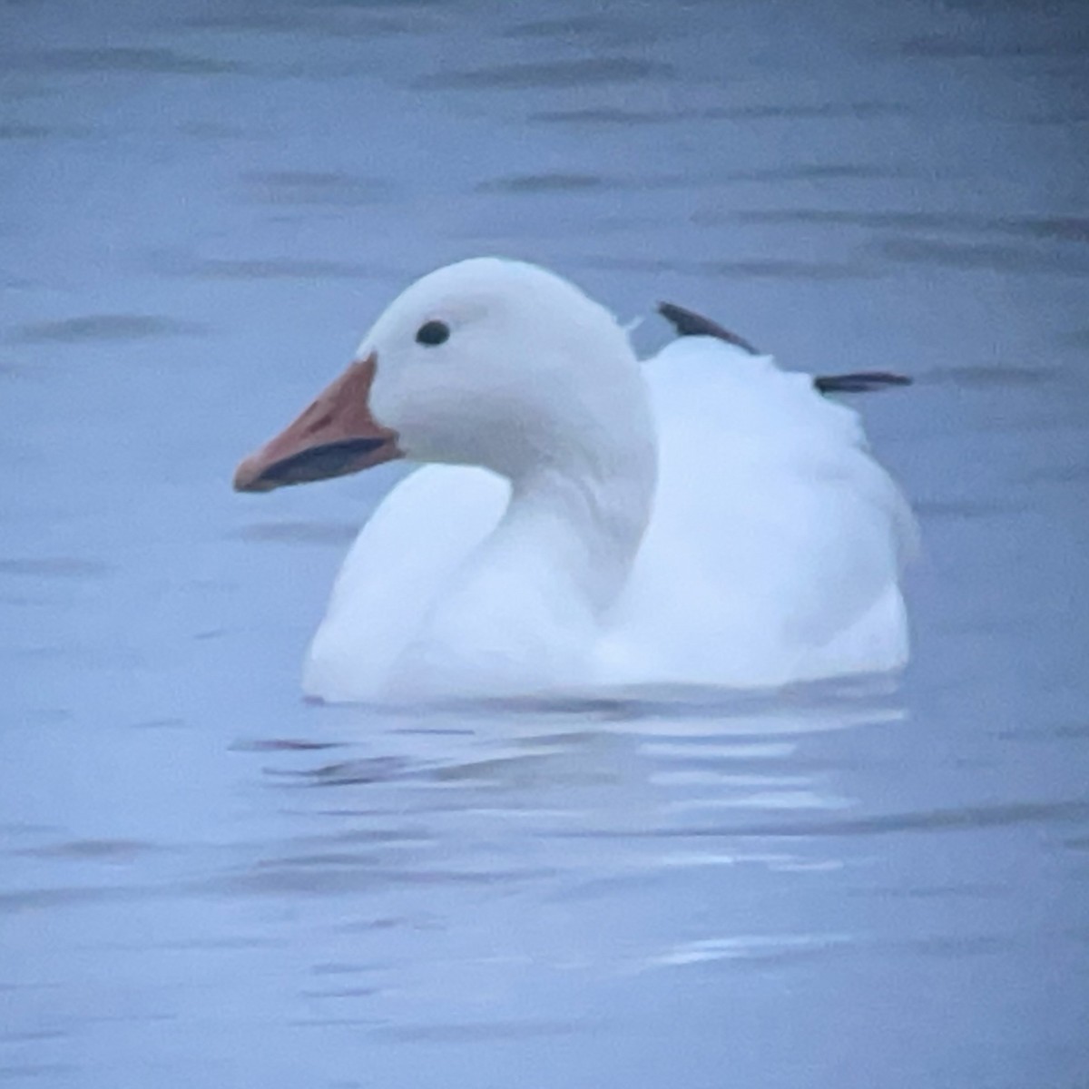 Snow Goose - ML646206299