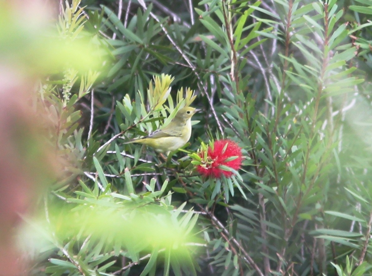 Northern Yellow Warbler - ML646206304