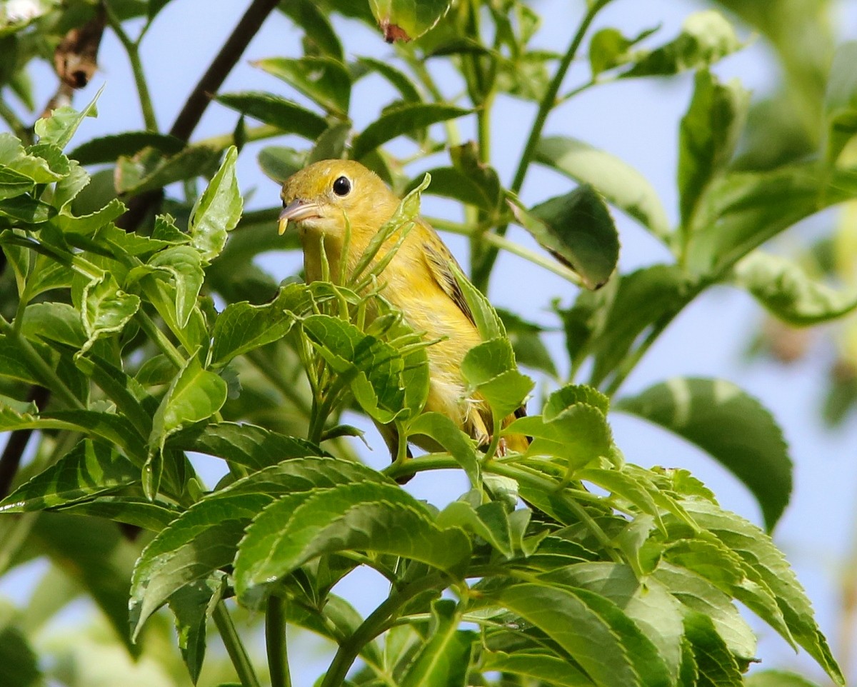 Northern Yellow Warbler - ML646206305