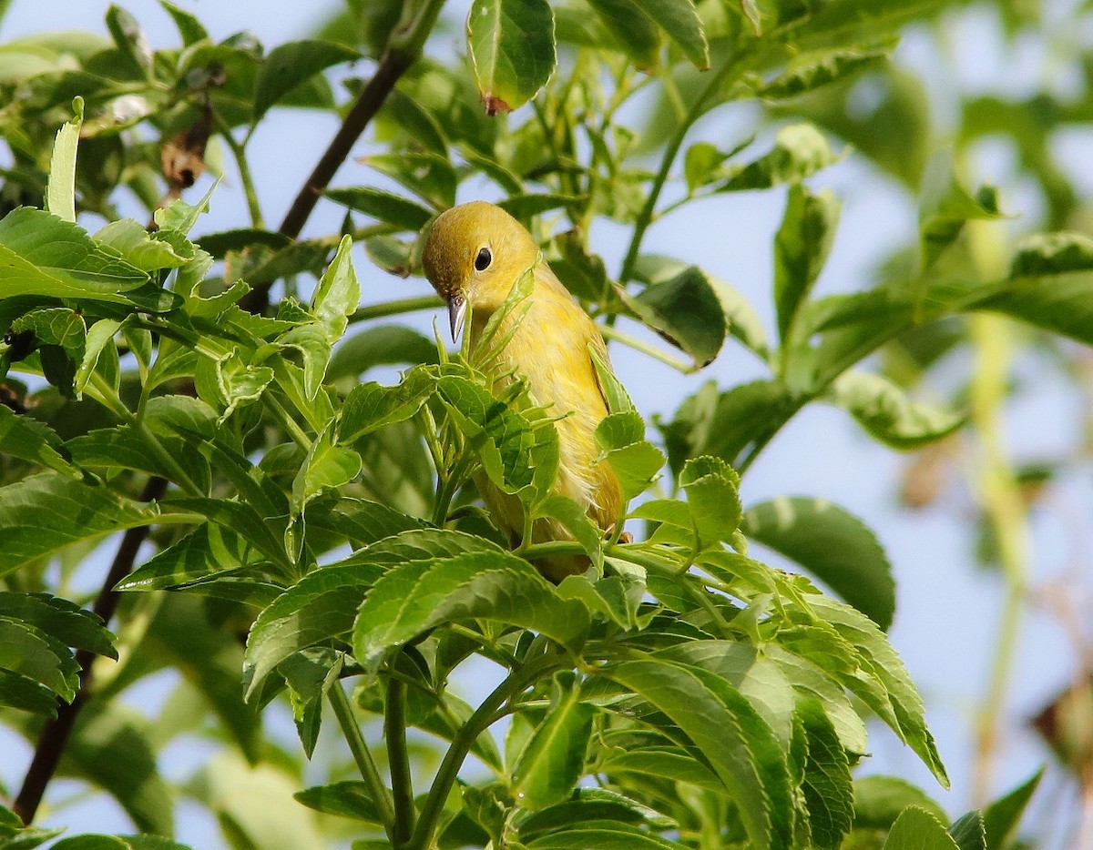 Northern Yellow Warbler - ML646206306