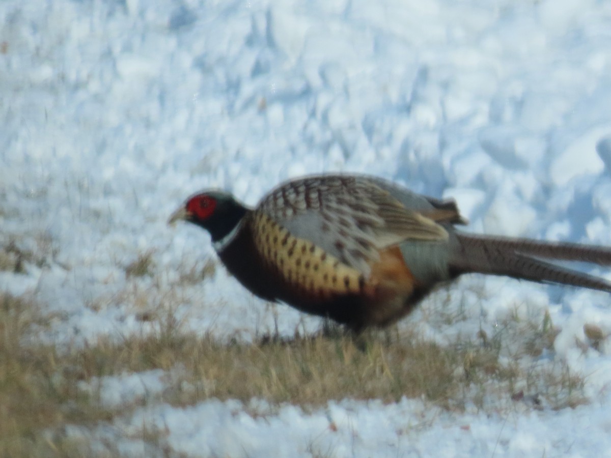 Ring-necked Pheasant - ML646206308