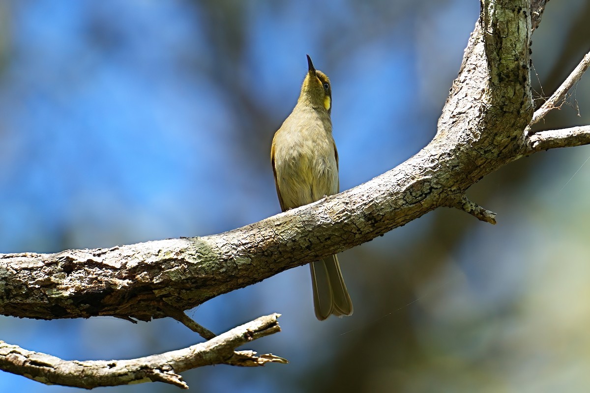Cryptic Honeyeater - ML646206312