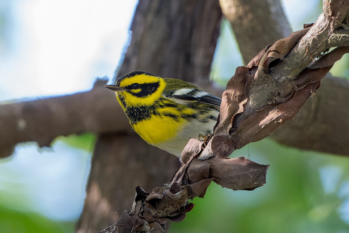 Townsend's Warbler - ML646206317