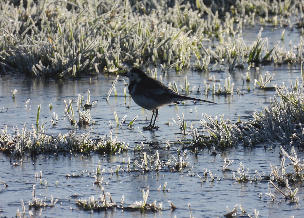 White Wagtail (British) - ML646206319